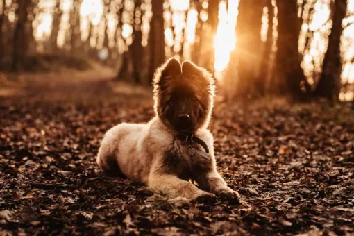 Photographe professionnelle séance photo chien à Besançon, Besançon, TAILS PHOTOGRAPHIE