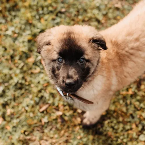 Photographe professionnelle séance photo chiot à Besançon, Besançon, TAILS PHOTOGRAPHIE