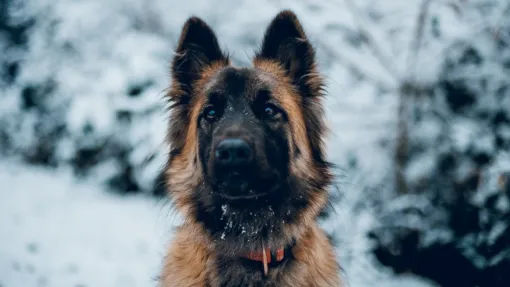 Photographe professionnelle séance photo chien à Besançon, Besançon, TAILS PHOTOGRAPHIE