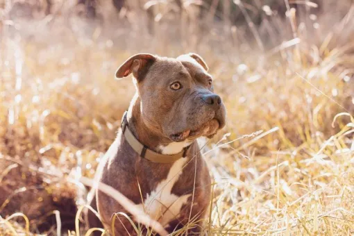 Photographe professionnelle pour shooting photo chien à Besançon, Besançon, TAILS PHOTOGRAPHIE