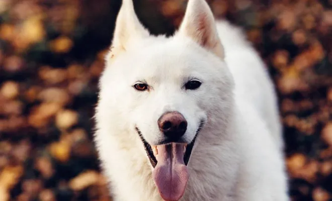 Photographe professionnelle séance photo animaux de compagnie à Besançon, Besançon, TAILS PHOTOGRAPHIE