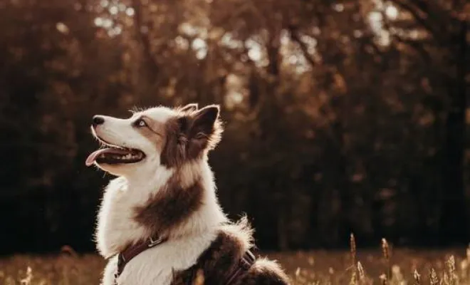 Photographe professionnelle séance photo animaux de compagnie en famille à Besançon, Besançon, TAILS PHOTOGRAPHIE