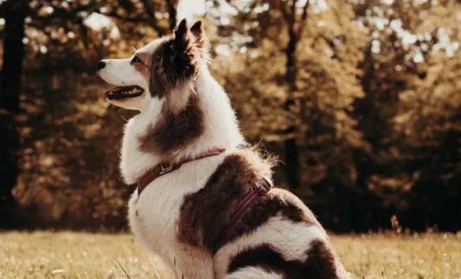 Photographe professionnelle séance photo animaux de compagnie en famille à Besançon, Besançon, TAILS PHOTOGRAPHIE