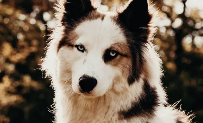 Photographe professionnelle séance photo animaux de compagnie en famille à Besançon, Besançon, TAILS PHOTOGRAPHIE