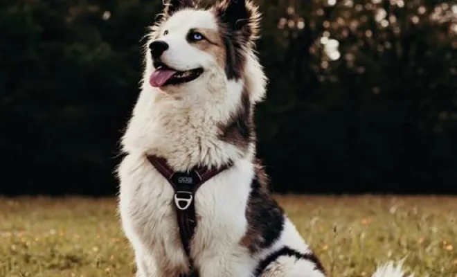 Photographe professionnelle séance photo animaux de compagnie en famille à Besançon, Besançon, TAILS PHOTOGRAPHIE