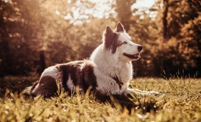 Photographe professionnelle séance photo animaux de compagnie en famille à Besançon, Besançon, TAILS PHOTOGRAPHIE