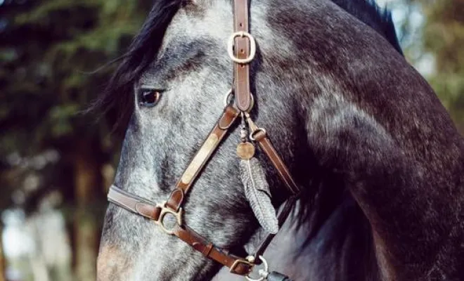 Photographe professionnelle séance photo avec chevaux à Besançon, Besançon, TAILS PHOTOGRAPHIE