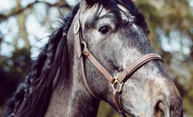 Photographe professionnelle séance photo avec chevaux à Besançon, Besançon, TAILS PHOTOGRAPHIE