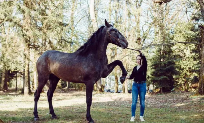 Photographe professionnelle séance photo avec chevaux à Besançon, Besançon, TAILS PHOTOGRAPHIE