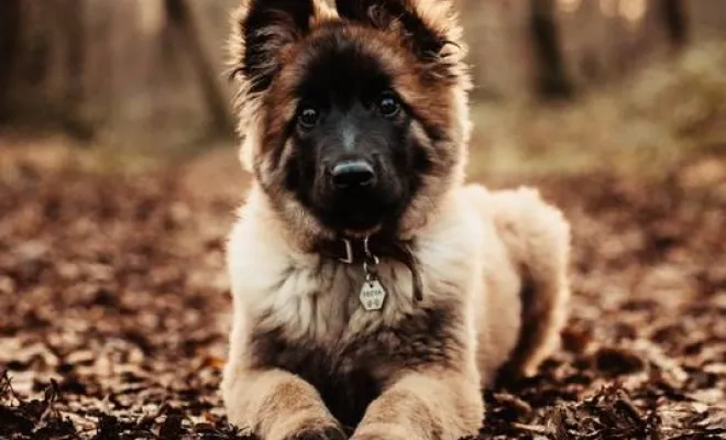 Photographe professionnelle séance photo chien à Besançon, Besançon, TAILS PHOTOGRAPHIE