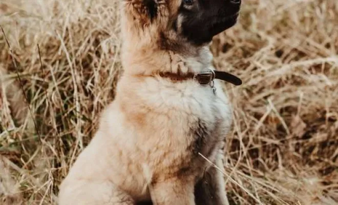 Photographe professionnelle séance photo chien à Besançon, Besançon, TAILS PHOTOGRAPHIE