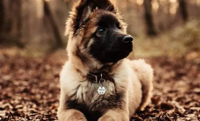 Photographe professionnelle séance photo chien à Besançon, Besançon, TAILS PHOTOGRAPHIE