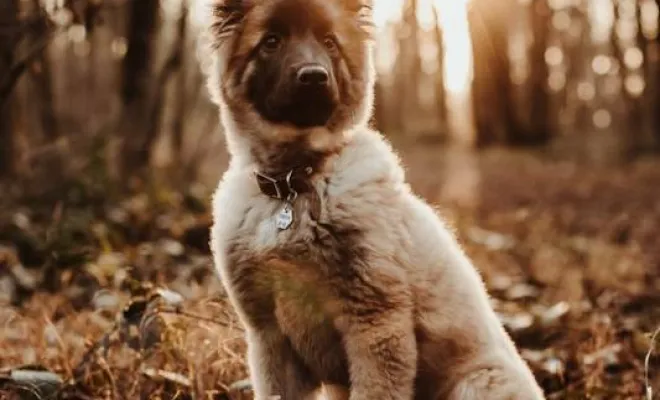 Photographe professionnelle séance photo chien à Besançon, Besançon, TAILS PHOTOGRAPHIE
