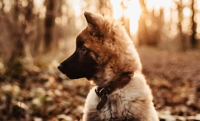 Photographe professionnelle séance photo chien à Besançon, Besançon, TAILS PHOTOGRAPHIE