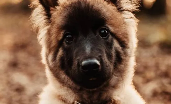 Photographe professionnelle séance photo chien à Besançon, Besançon, TAILS PHOTOGRAPHIE