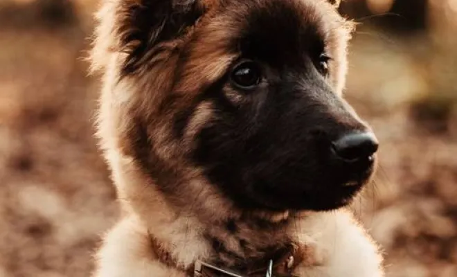 Photographe professionnelle séance photo chien à Besançon, Besançon, TAILS PHOTOGRAPHIE