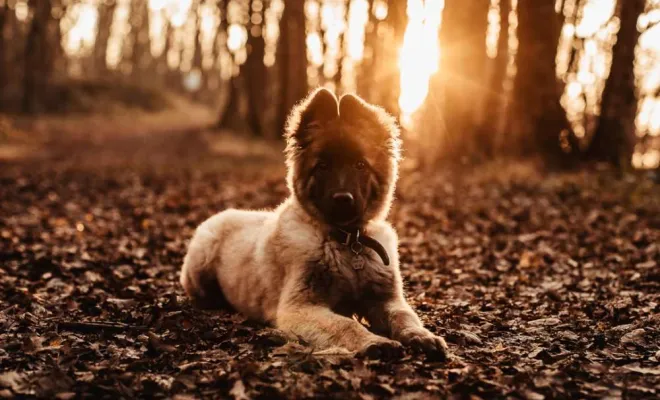 Photographe professionnelle séance photo chien à Besançon, Besançon, TAILS PHOTOGRAPHIE