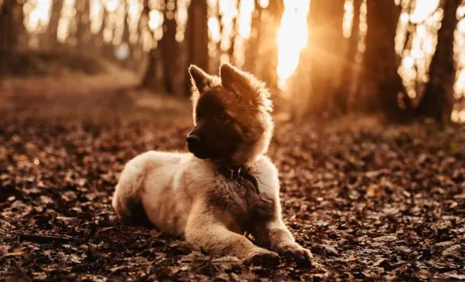 Photographe professionnelle séance photo chien à Besançon, Besançon, TAILS PHOTOGRAPHIE