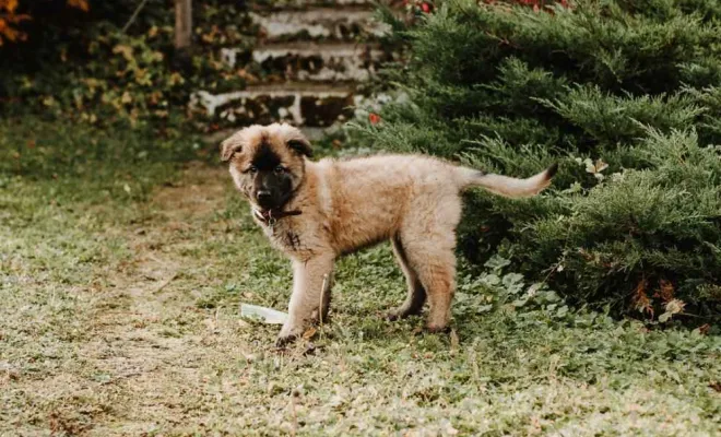 Photographe professionnelle séance photo chiot à Besançon, Besançon, TAILS PHOTOGRAPHIE