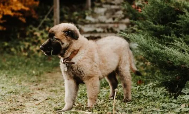 Photographe professionnelle séance photo chiot à Besançon, Besançon, TAILS PHOTOGRAPHIE