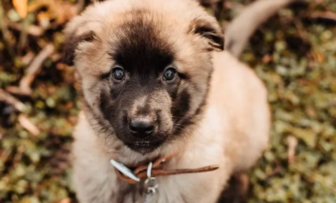 Photographe professionnelle séance photo chiot à Besançon, Besançon, TAILS PHOTOGRAPHIE