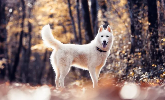 Photographe professionnelle shooting animalier canin à Besançon, Besançon, TAILS PHOTOGRAPHIE