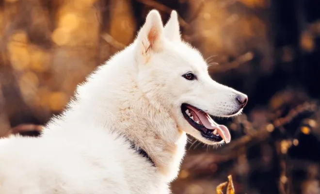 Photographe professionnelle shooting animalier canin à Besançon, Besançon, TAILS PHOTOGRAPHIE