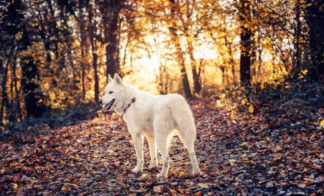 Photographe professionnelle shooting animalier canin à Besançon, Besançon, TAILS PHOTOGRAPHIE