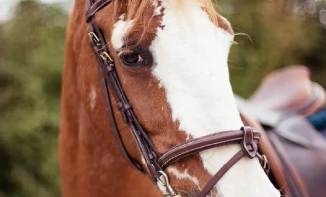 Photographe professionnelle shooting équestre Besançon, Besançon, TAILS PHOTOGRAPHIE