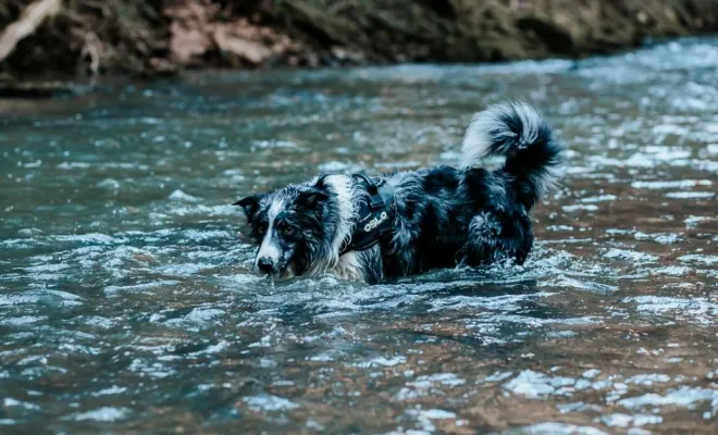 Photographe professionnelle shooting photo chien à Besançon, Besançon, TAILS PHOTOGRAPHIE