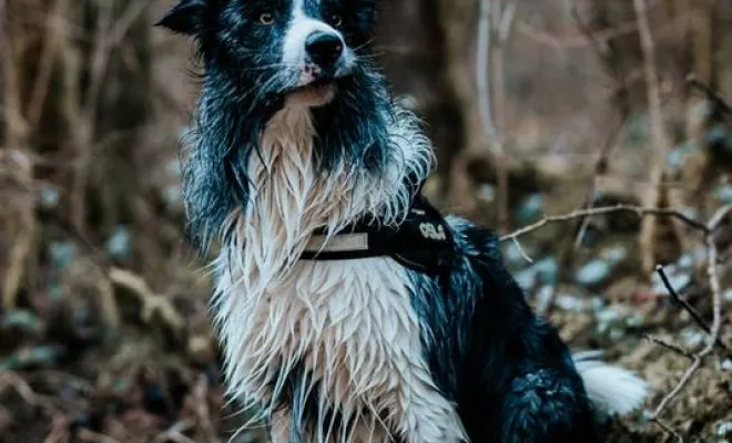 Photographe professionnelle shooting photo chien à Besançon, Besançon, TAILS PHOTOGRAPHIE