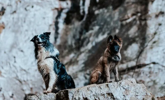 Photographe professionnelle shooting photo chien à Besançon, Besançon, TAILS PHOTOGRAPHIE