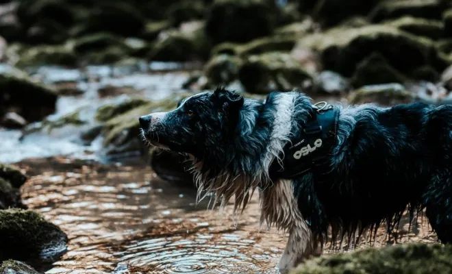 Photographe professionnelle shooting photo chien à Besançon, Besançon, TAILS PHOTOGRAPHIE
