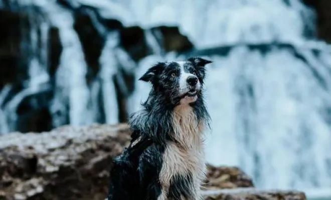 Photographe professionnelle shooting photo chien à Besançon, Besançon, TAILS PHOTOGRAPHIE