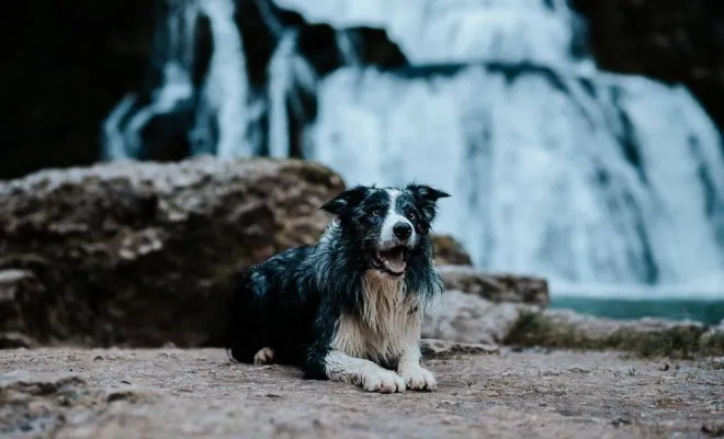 Photographe professionnelle shooting photo chien à Besançon, Besançon, TAILS PHOTOGRAPHIE