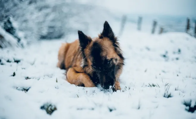 Photographe professionnelle séance photo chien à Besançon, Besançon, TAILS PHOTOGRAPHIE