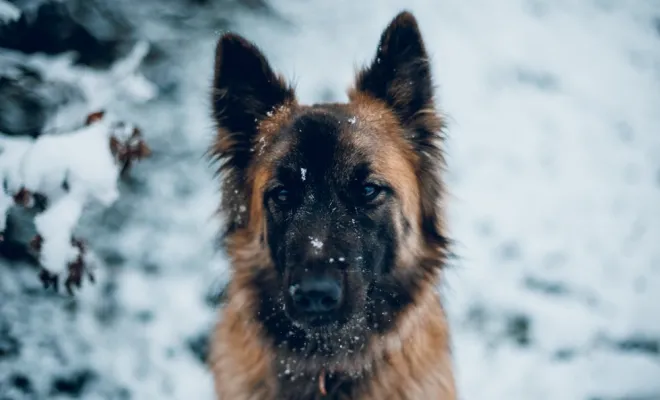 Photographe professionnelle séance photo chien à Besançon, Besançon, TAILS PHOTOGRAPHIE