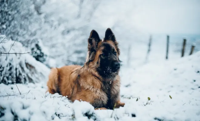 Photographe professionnelle séance photo chien à Besançon, Besançon, TAILS PHOTOGRAPHIE