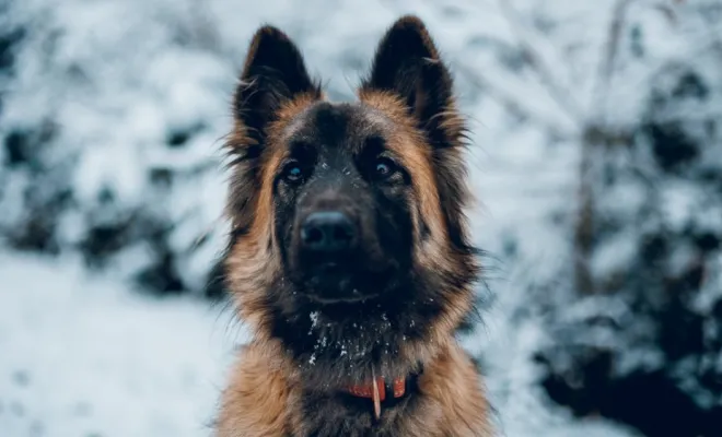 Photographe professionnelle séance photo chien à Besançon, Besançon, TAILS PHOTOGRAPHIE