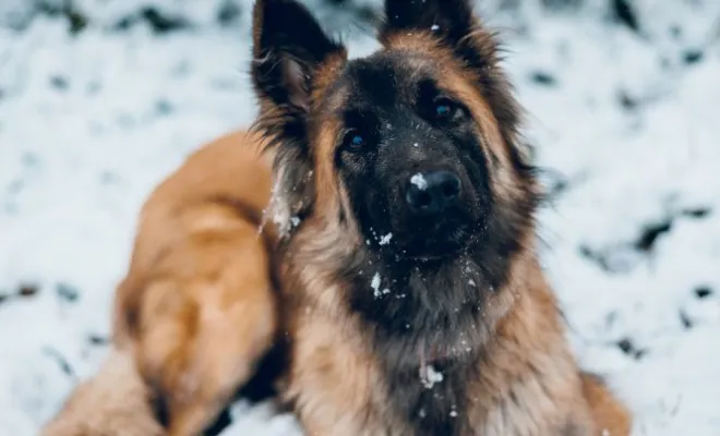 Photographe professionnelle séance photo chien à Besançon, Besançon, TAILS PHOTOGRAPHIE