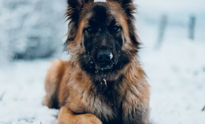 Photographe professionnelle séance photo chien à Besançon, Besançon, TAILS PHOTOGRAPHIE