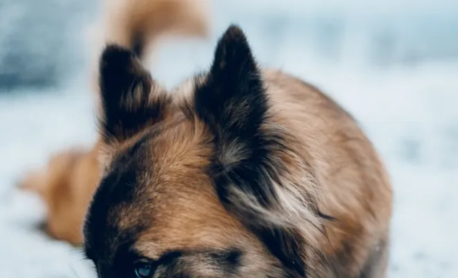 Photographe professionnelle séance photo chien à Besançon, Besançon, TAILS PHOTOGRAPHIE