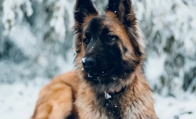 Photographe professionnelle séance photo chien à Besançon, Besançon, TAILS PHOTOGRAPHIE