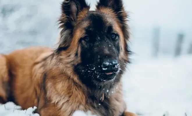 Photographe professionnelle séance photo chien à Besançon, Besançon, TAILS PHOTOGRAPHIE
