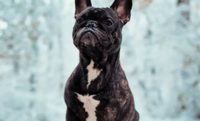 Photographe professionnelle séance photo d'un chien  et de ses maîtres à Besançon, Besançon, TAILS PHOTOGRAPHIE