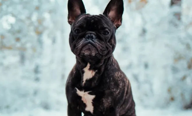 Photographe professionnelle séance photo d'un chien  et de ses maîtres à Besançon, Besançon, TAILS PHOTOGRAPHIE