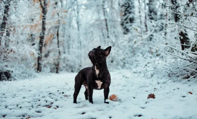 Photographe professionnelle séance photo d'un chien  et de ses maîtres à Besançon, Besançon, TAILS PHOTOGRAPHIE