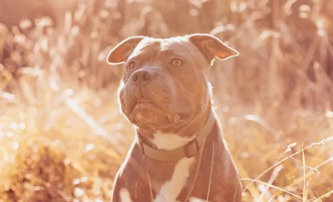 Photographe professionnelle pour shooting photo chien à Besançon, Besançon, TAILS PHOTOGRAPHIE