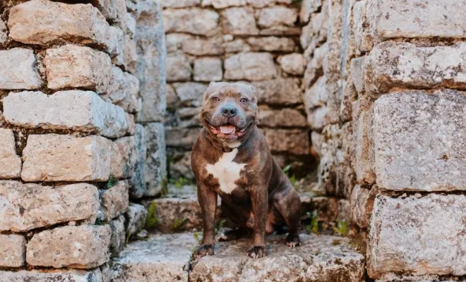 Photographe professionnelle pour shooting photo chien à Besançon, Besançon, TAILS PHOTOGRAPHIE