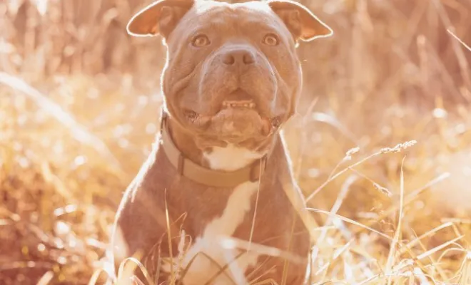 Photographe professionnelle pour shooting photo chien à Besançon, Besançon, TAILS PHOTOGRAPHIE